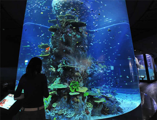 transparent cast pmma aquarium